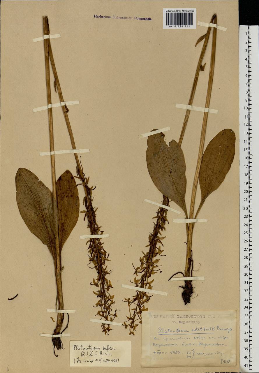 Platanthera bifolia (L.) Rich., Eastern Europe, Central forest-and-steppe region (E6) (Russia)