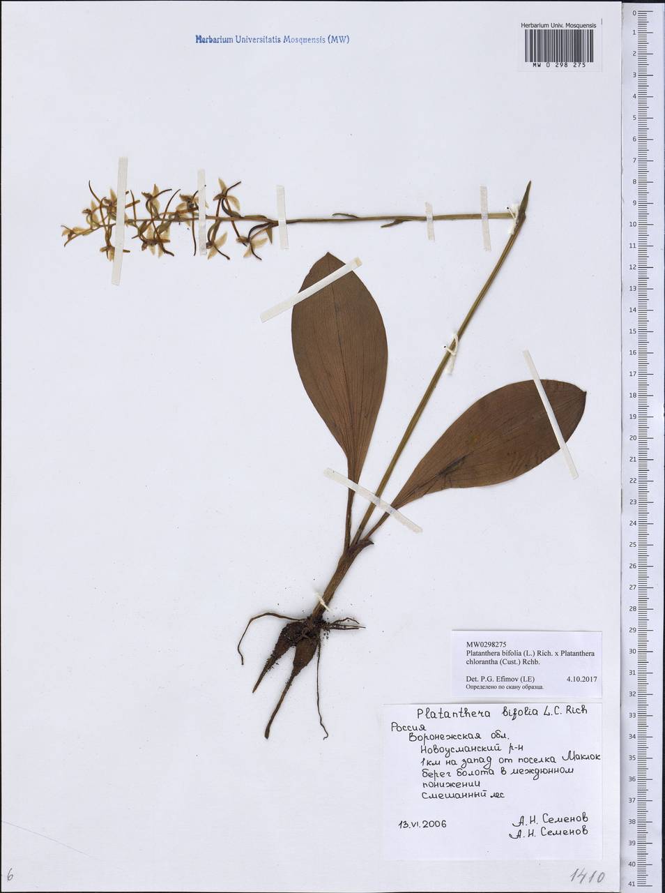 Platanthera bifolia × chlorantha, Eastern Europe, Central forest-and-steppe region (E6) (Russia)