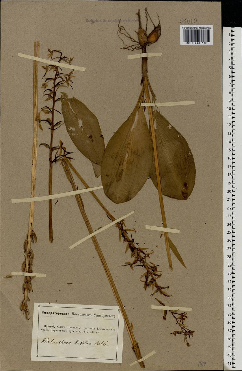 Platanthera bifolia (L.) Rich., Eastern Europe, Lower Volga region (E9) (Russia)