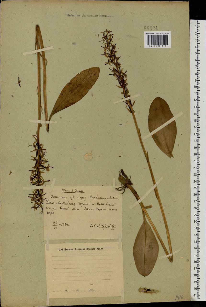 Platanthera bifolia (L.) Rich., Eastern Europe, Eastern region (E10) (Russia)