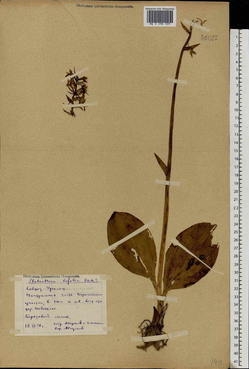 Platanthera bifolia (L.) Rich., Eastern Europe, Eastern region (E10) (Russia)