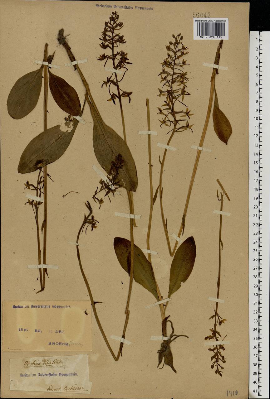 Platanthera bifolia (L.) Rich., Eastern Europe, North Ukrainian region (E11) (Ukraine)