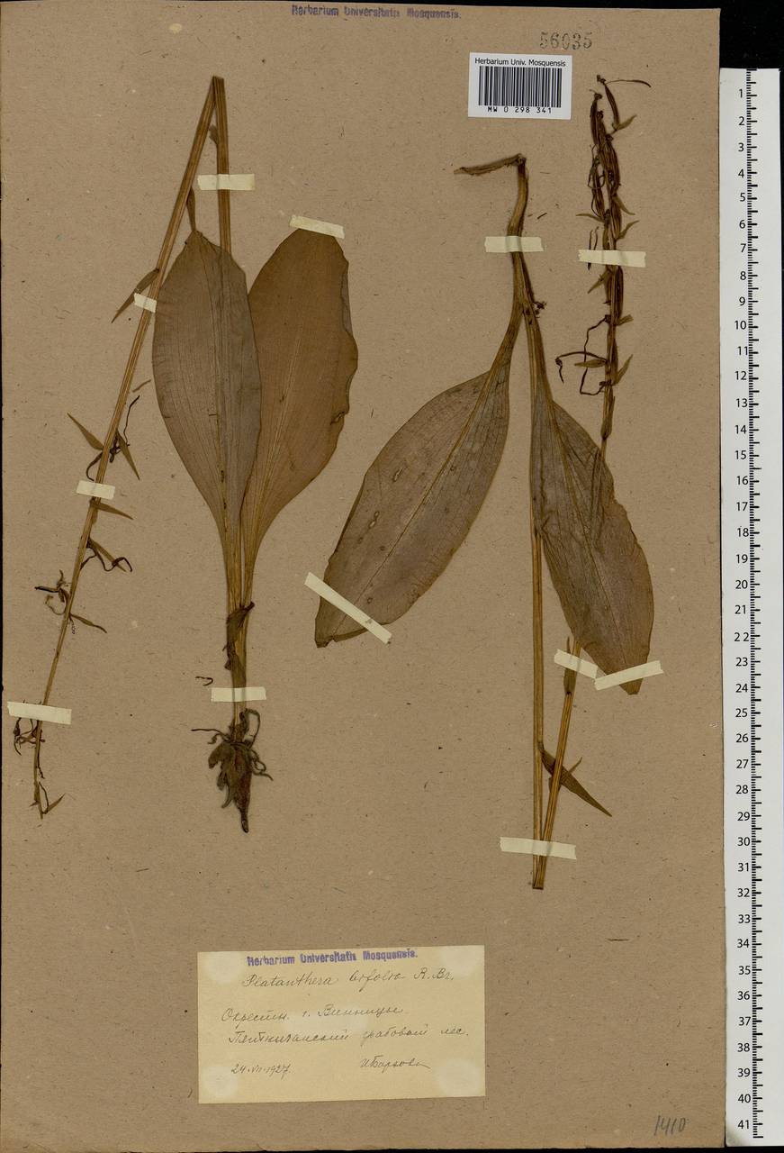 Platanthera bifolia (L.) Rich., Eastern Europe, South Ukrainian region (E12) (Ukraine)