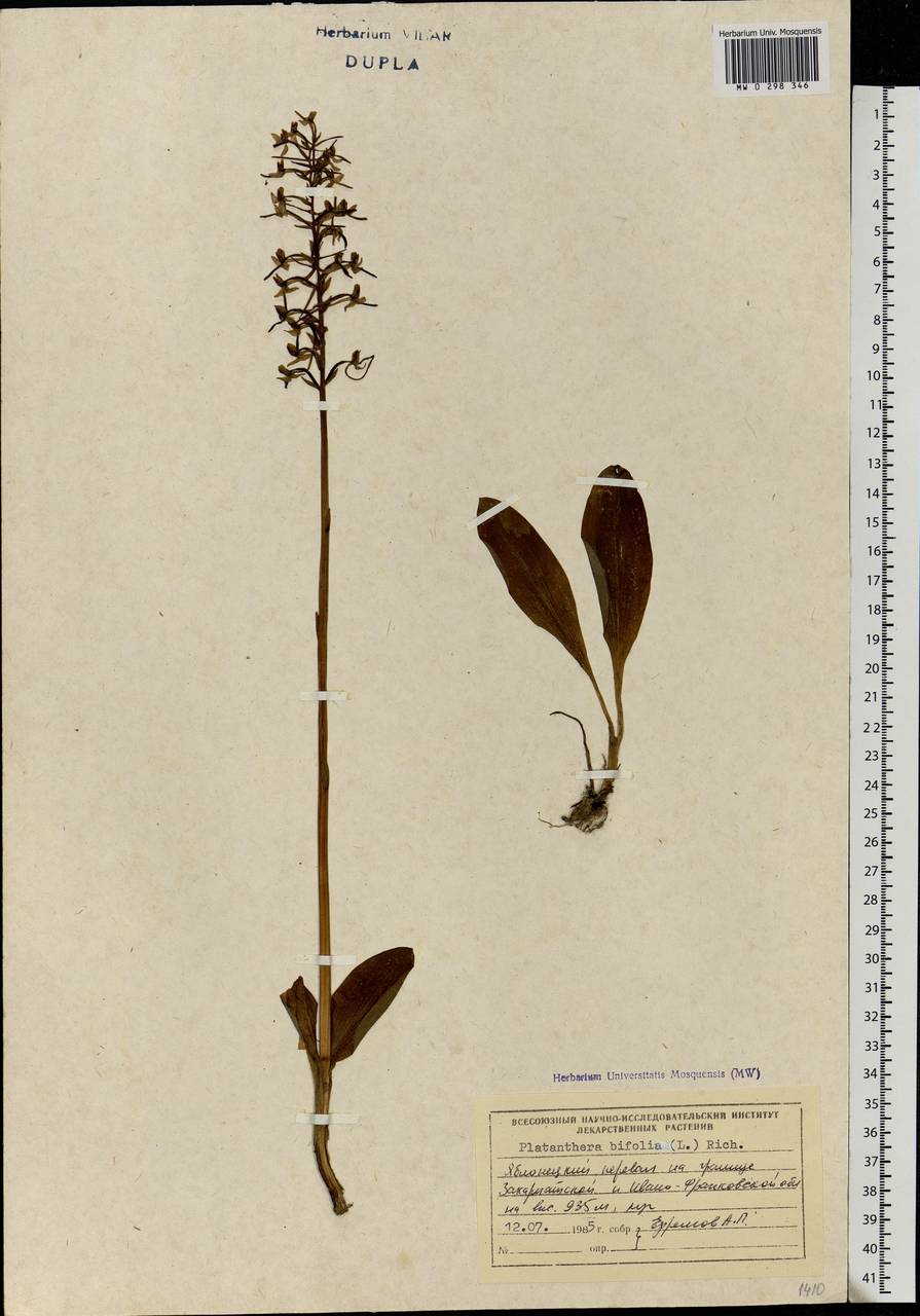Platanthera bifolia (L.) Rich., Eastern Europe, West Ukrainian region (E13) (Ukraine)