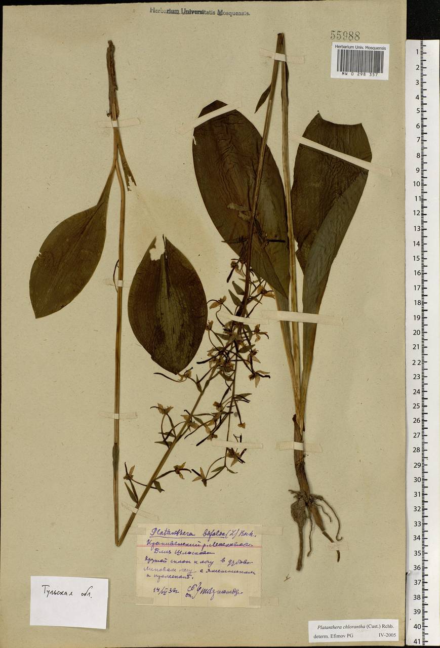 Platanthera chlorantha (Custer) Rchb., Eastern Europe, Central region (E4) (Russia)