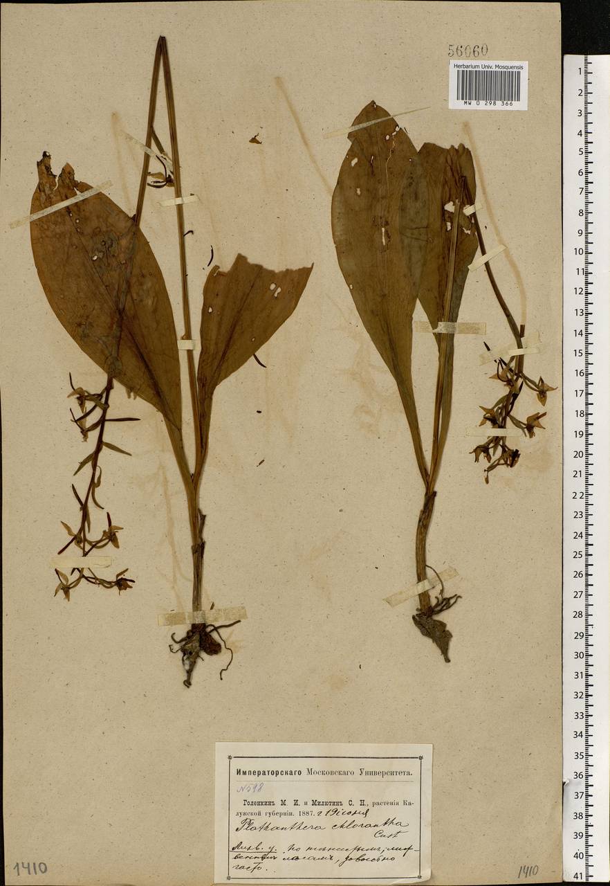 Platanthera chlorantha (Custer) Rchb., Eastern Europe, Central region (E4) (Russia)