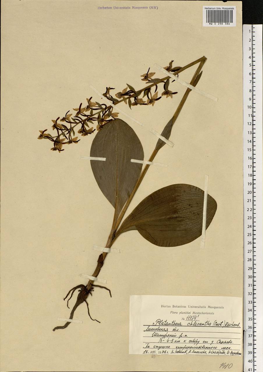 Platanthera chlorantha (Custer) Rchb., Eastern Europe, Moscow region (E4a) (Russia)