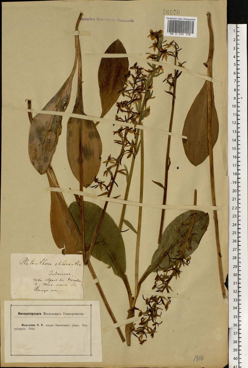 Platanthera chlorantha (Custer) Rchb., Eastern Europe, Central forest-and-steppe region (E6) (Russia)