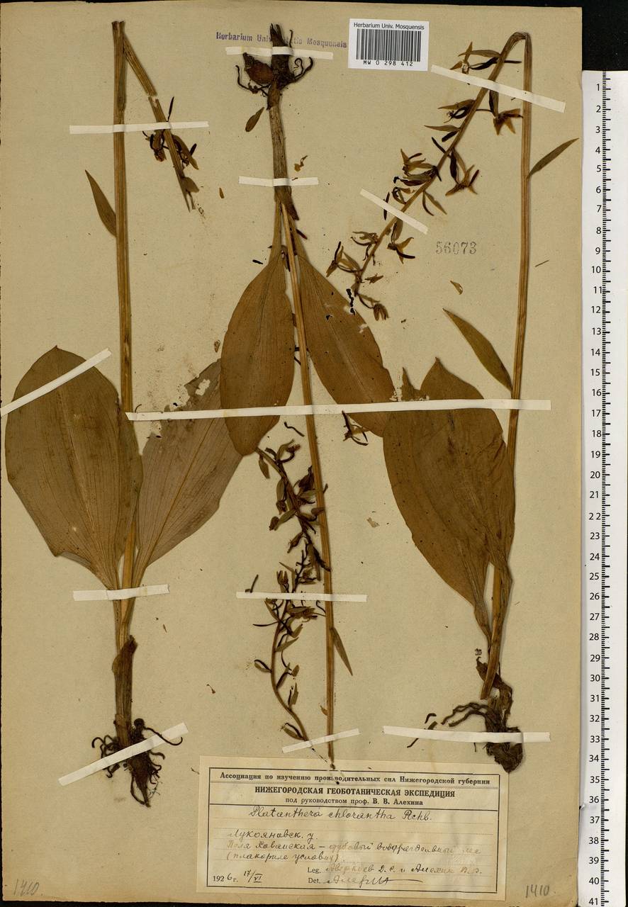 Platanthera chlorantha (Custer) Rchb., Eastern Europe, Volga-Kama region (E7) (Russia)