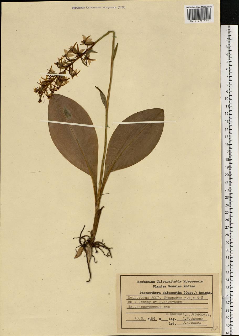 Platanthera chlorantha (Custer) Rchb., Eastern Europe, Middle Volga region (E8) (Russia)