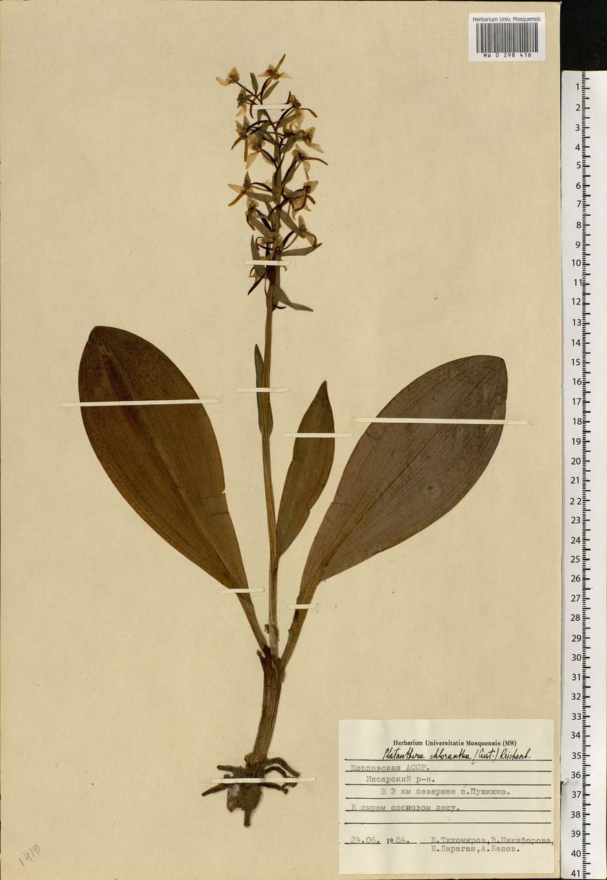 Platanthera chlorantha (Custer) Rchb., Eastern Europe, Middle Volga region (E8) (Russia)