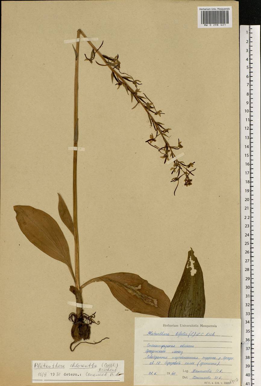 Platanthera chlorantha (Custer) Rchb., Eastern Europe, Lower Volga region (E9) (Russia)