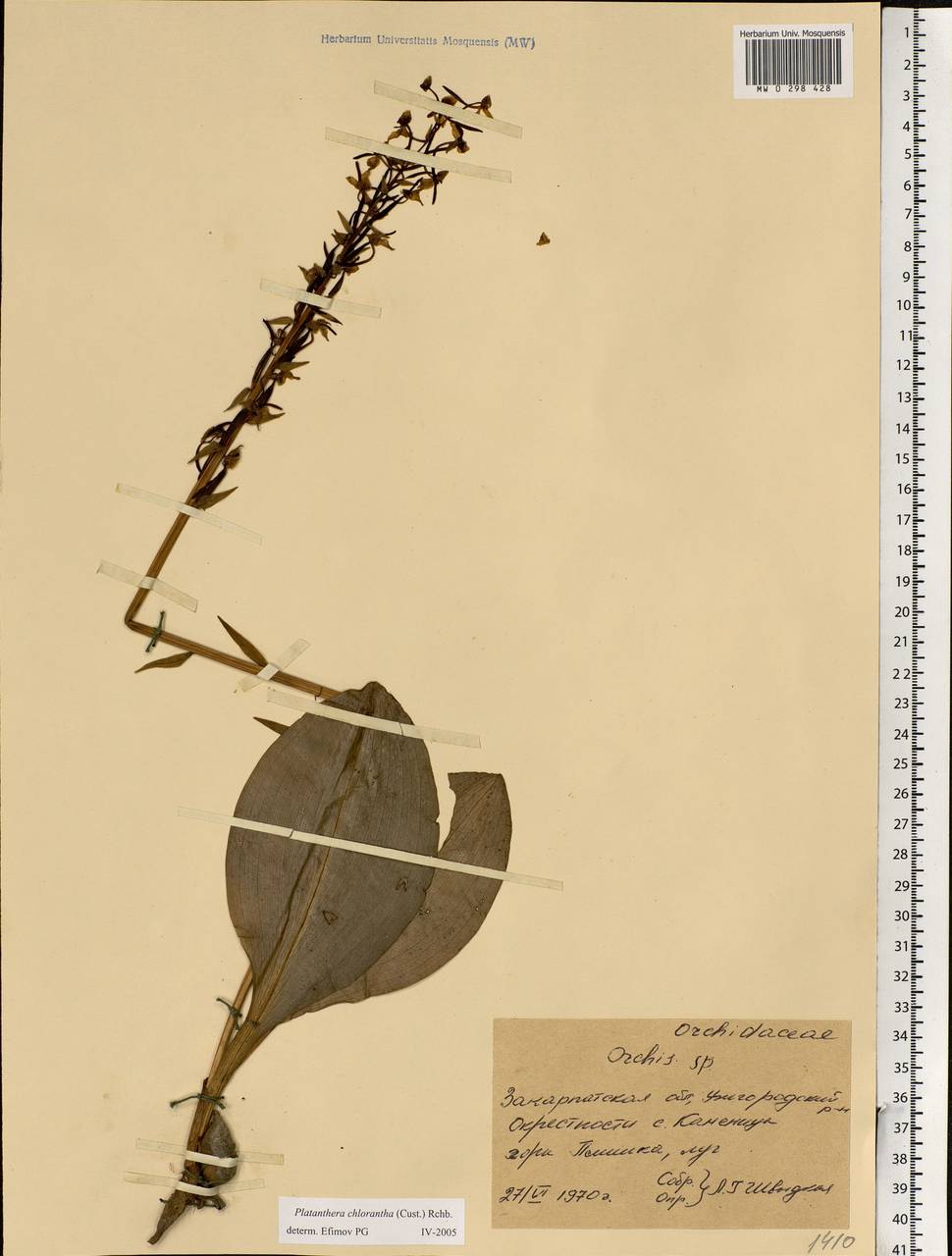 Platanthera chlorantha (Custer) Rchb., Eastern Europe, West Ukrainian region (E13) (Ukraine)