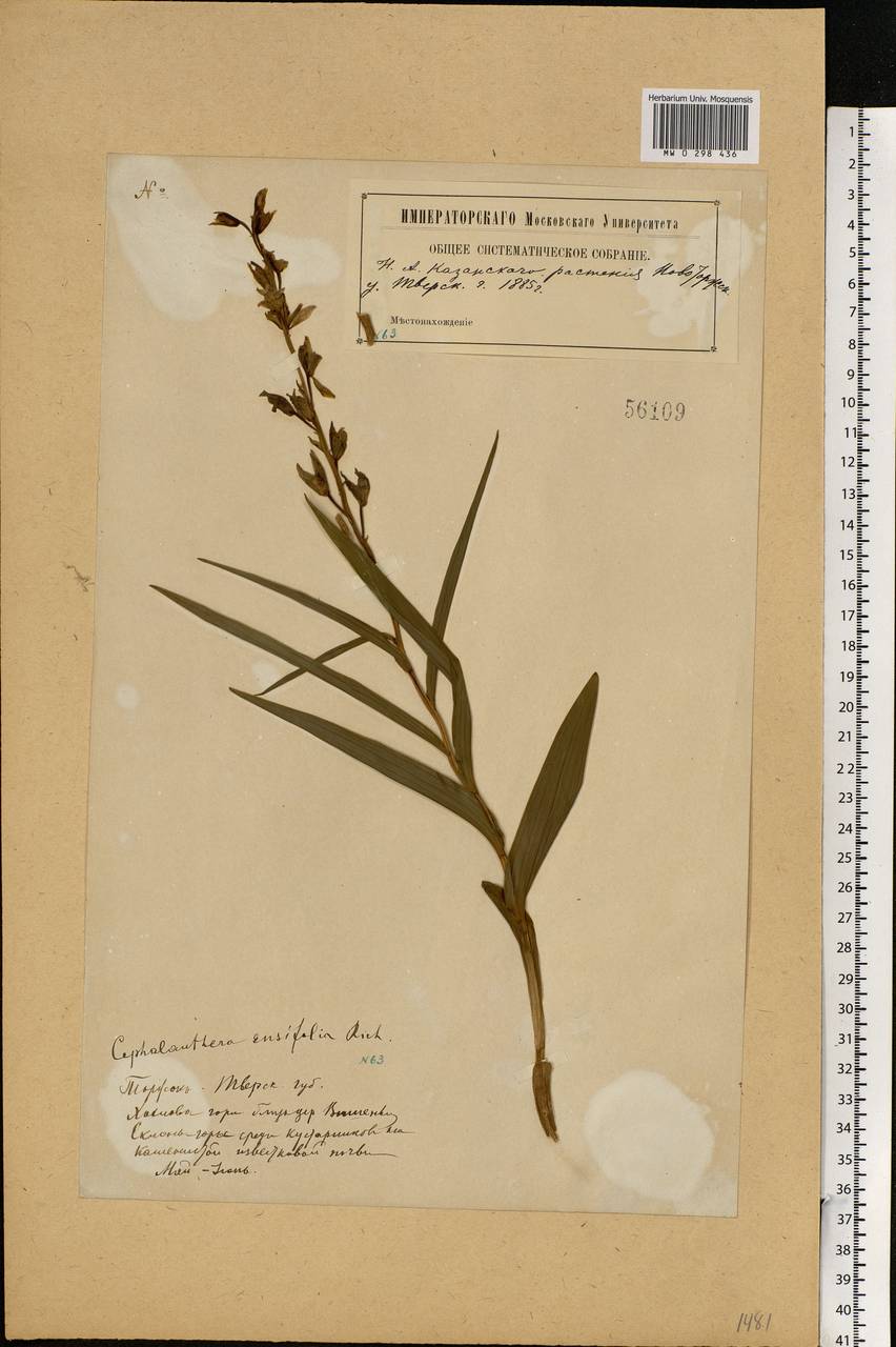 Cephalanthera longifolia (L.) Fritsch, Eastern Europe, North-Western region (E2) (Russia)