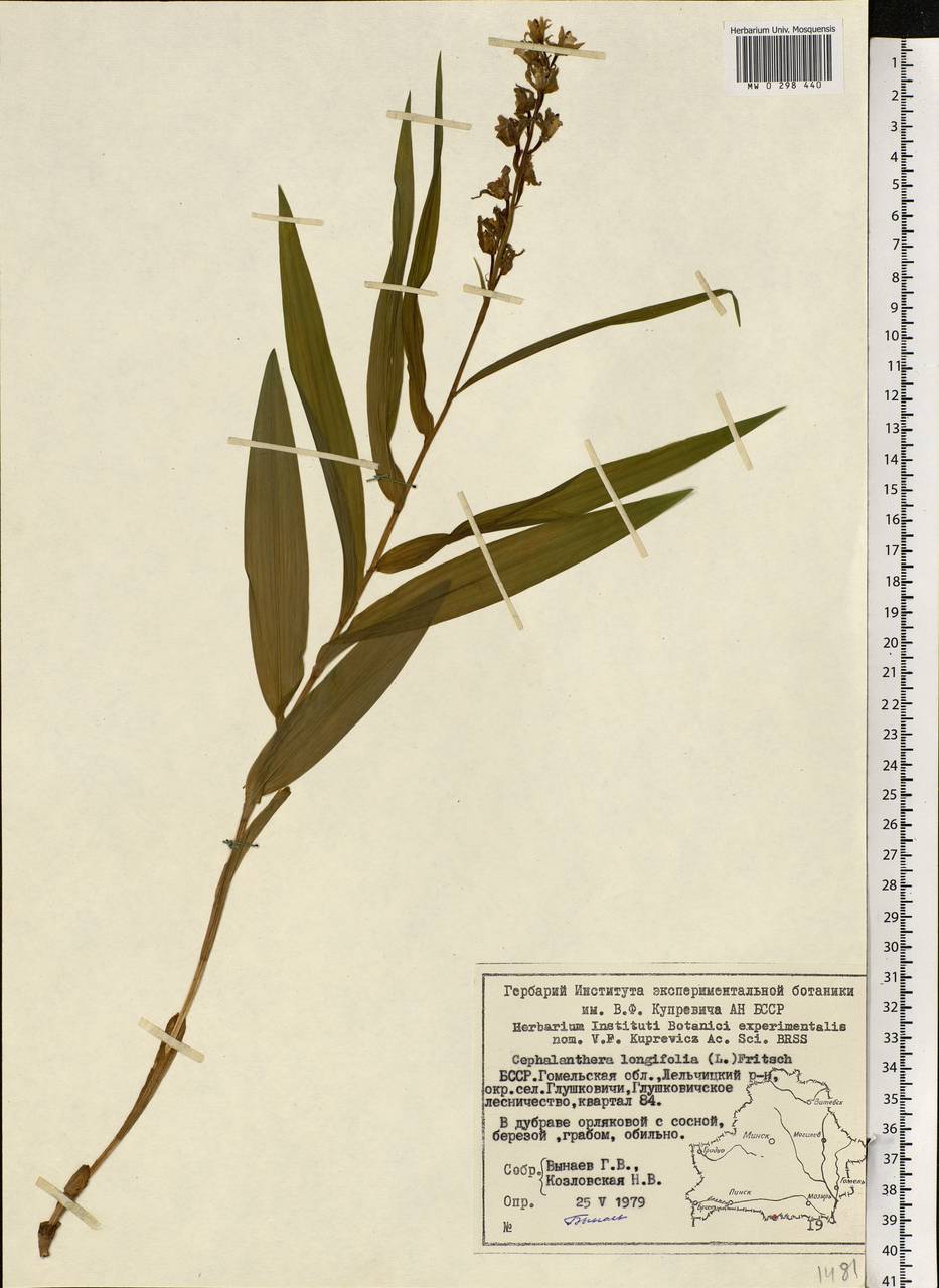 Cephalanthera longifolia (L.) Fritsch, Eastern Europe, Belarus (E3a) (Belarus)