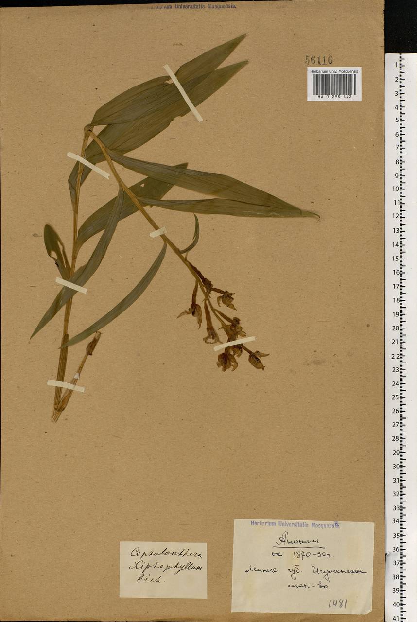 Cephalanthera longifolia (L.) Fritsch, Eastern Europe, Belarus (E3a) (Belarus)