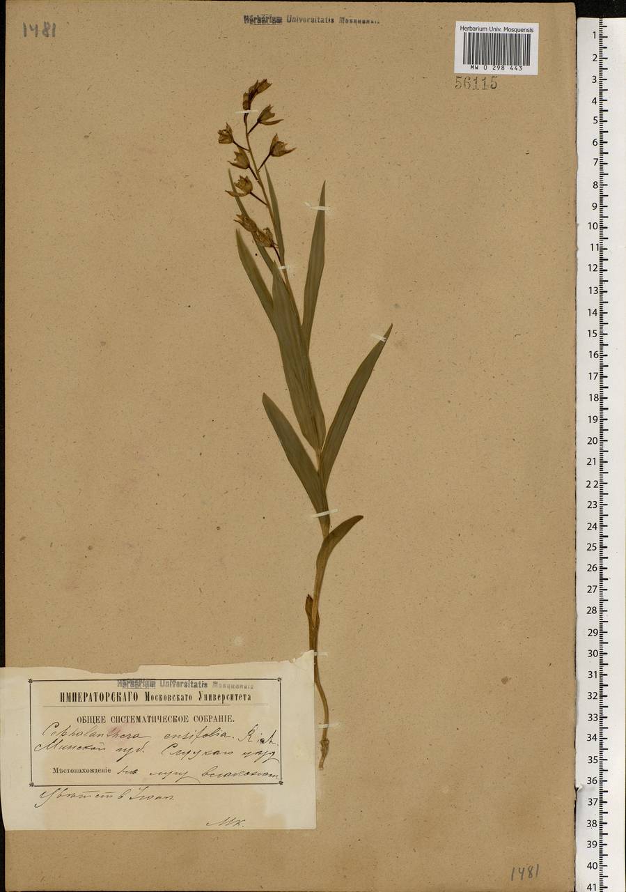 Cephalanthera longifolia (L.) Fritsch, Eastern Europe, Belarus (E3a) (Belarus)