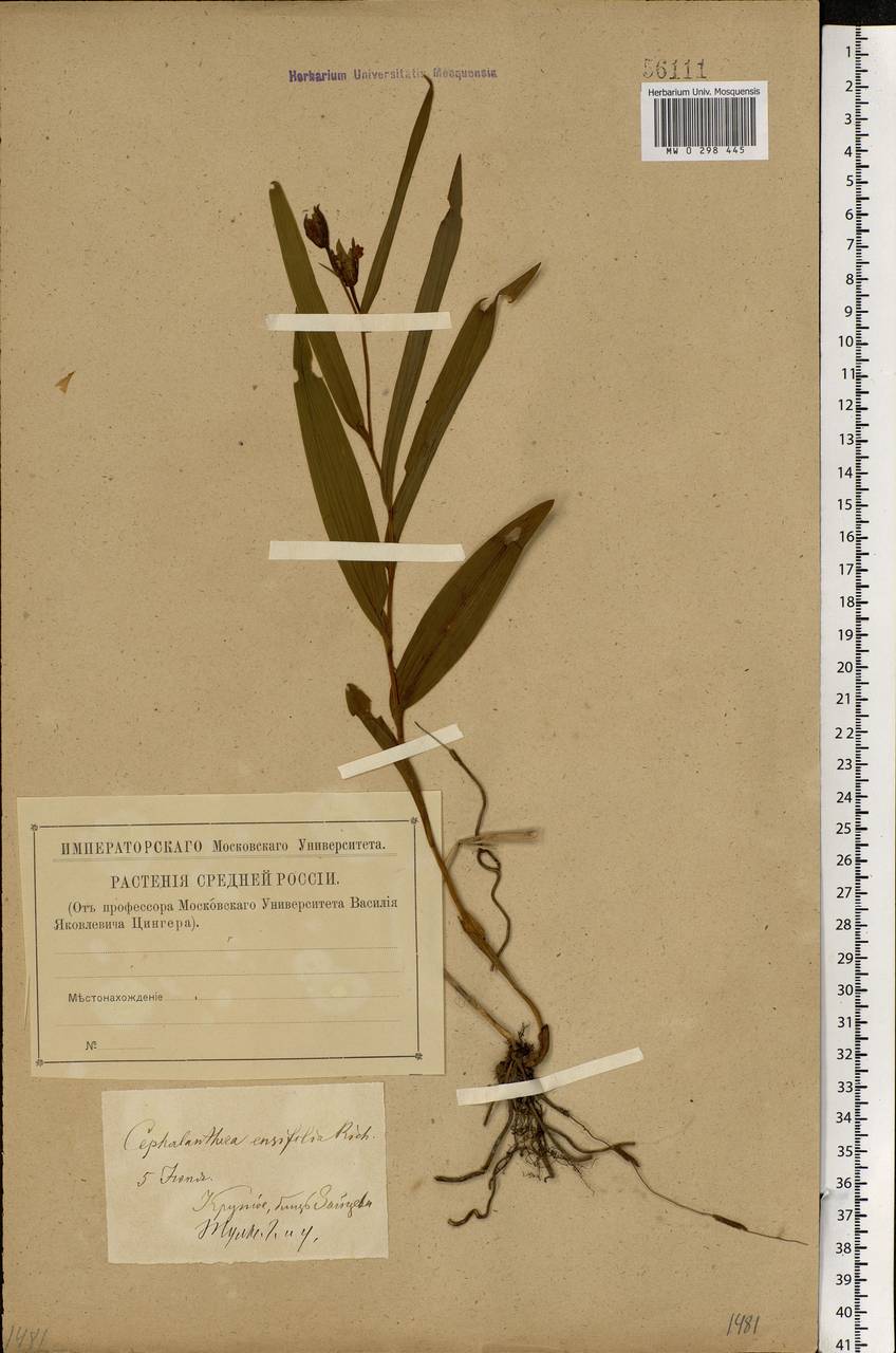 Cephalanthera longifolia (L.) Fritsch, Eastern Europe, Central region (E4) (Russia)