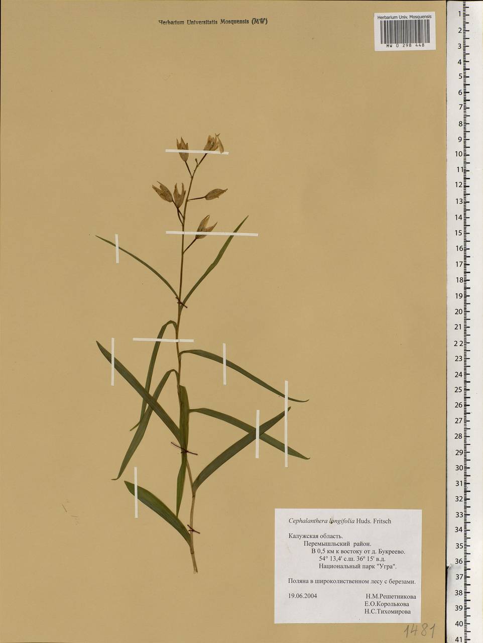 Cephalanthera longifolia (L.) Fritsch, Eastern Europe, Central region (E4) (Russia)