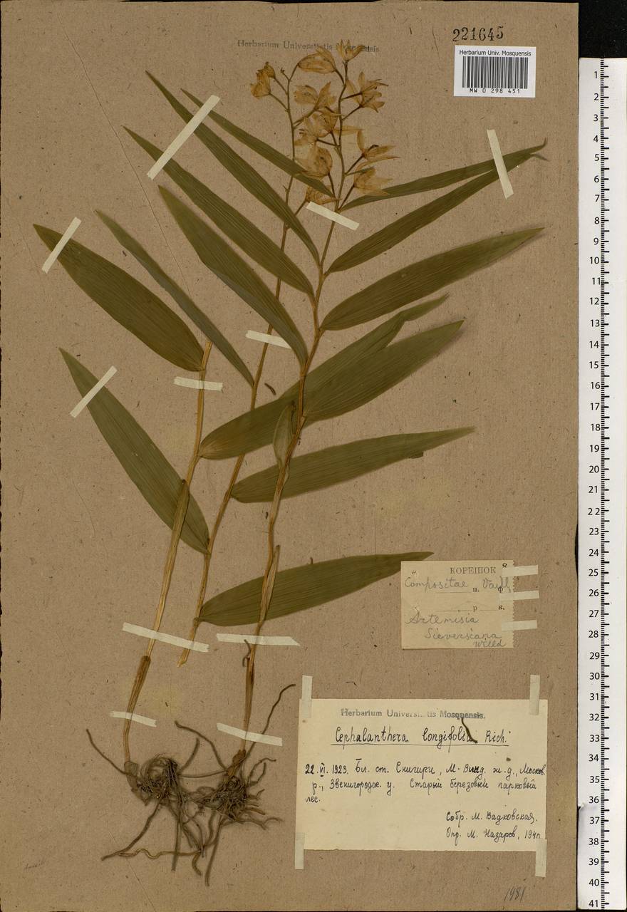 Cephalanthera longifolia (L.) Fritsch, Eastern Europe, Moscow region (E4a) (Russia)