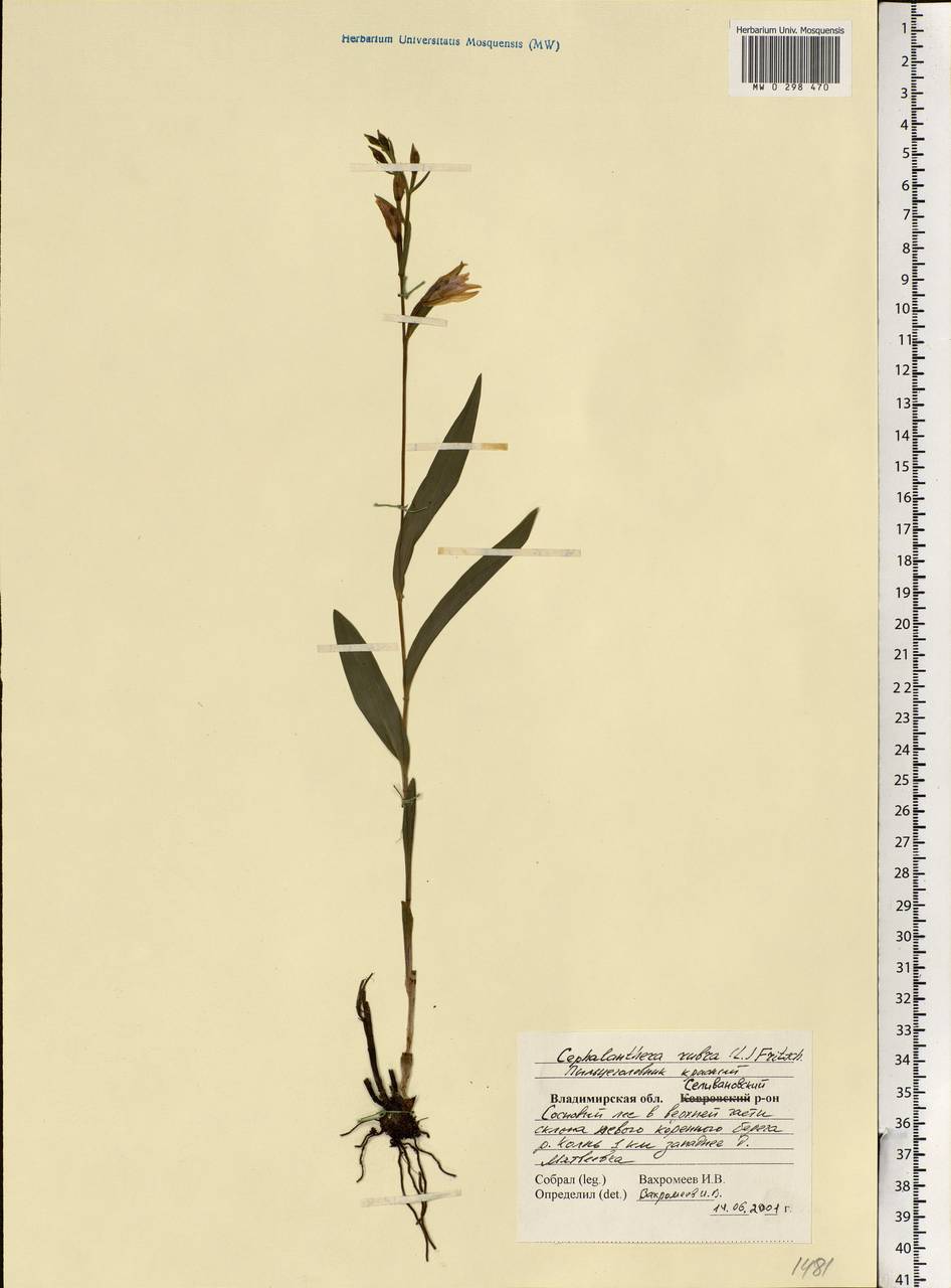 Cephalanthera rubra (L.) Rich., Eastern Europe, Central region (E4) (Russia)