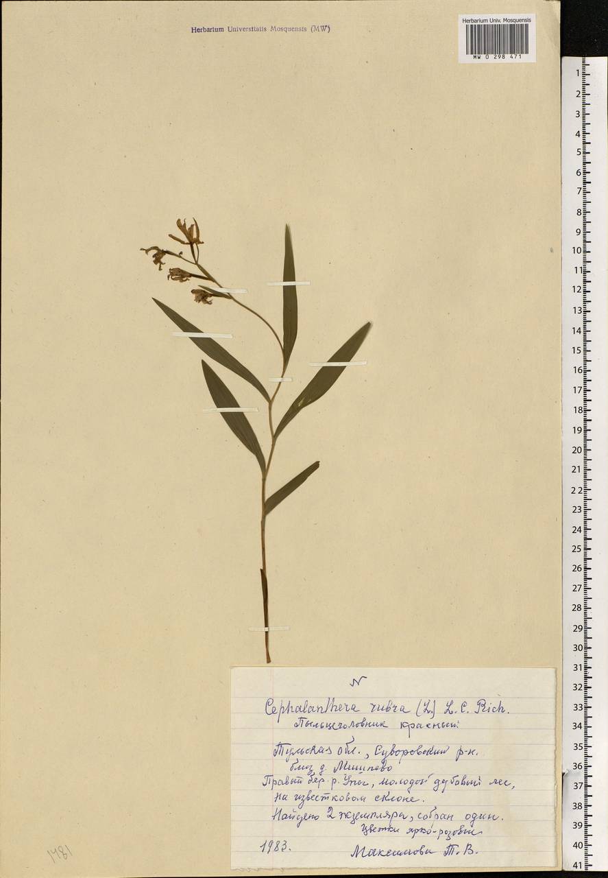 Cephalanthera rubra (L.) Rich., Eastern Europe, Central region (E4) (Russia)