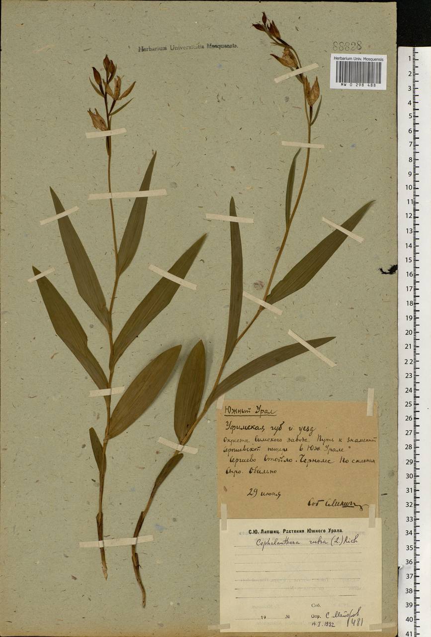 Cephalanthera rubra (L.) Rich., Eastern Europe, Eastern region (E10) (Russia)