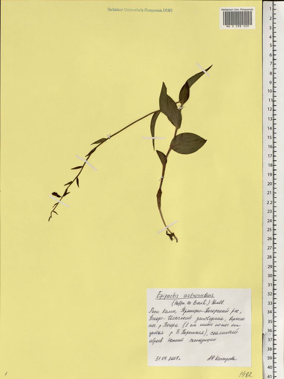 Epipactis atrorubens (Hoffm.) Besser, Eastern Europe, Northern region (E1) (Russia)