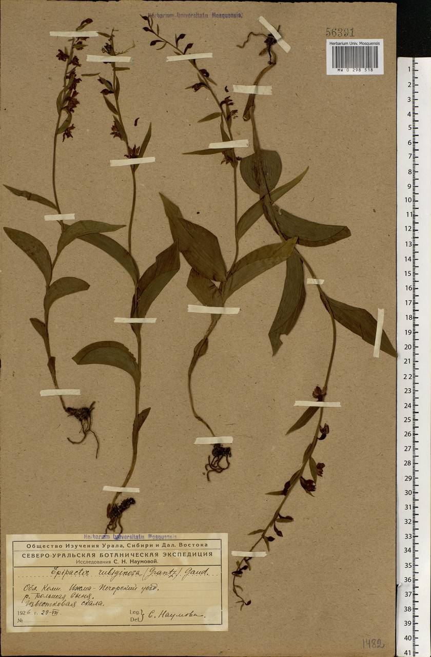 Epipactis atrorubens (Hoffm.) Besser, Eastern Europe, Northern region (E1) (Russia)