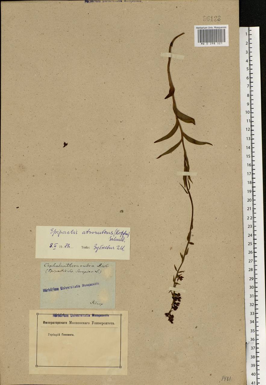 Epipactis atrorubens (Hoffm.) Besser, Eastern Europe, North-Western region (E2) (Russia)