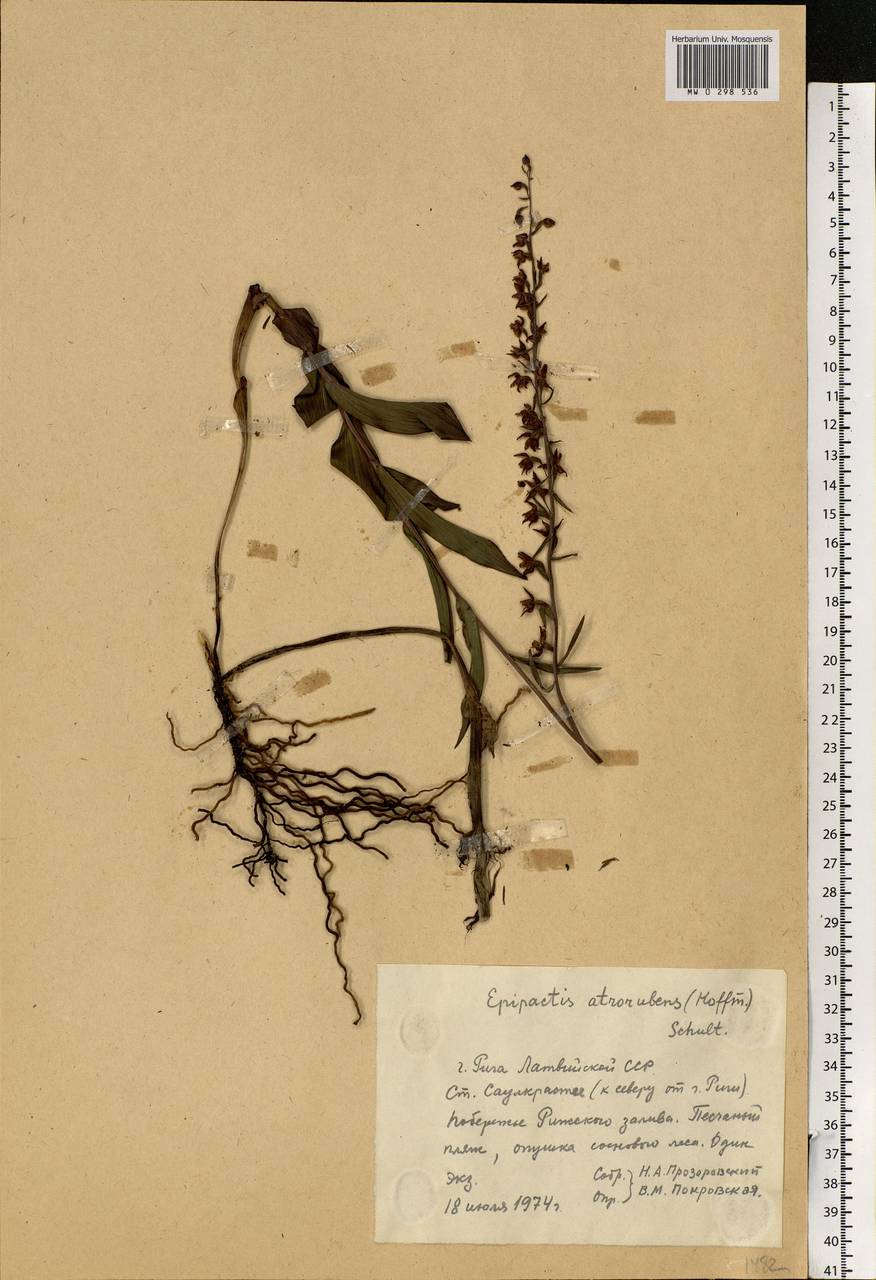 Epipactis atrorubens (Hoffm.) Besser, Eastern Europe, Latvia (E2b) (Latvia)