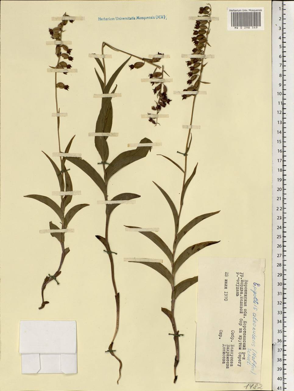 Epipactis atrorubens (Hoffm.) Besser, Eastern Europe, Central forest-and-steppe region (E6) (Russia)