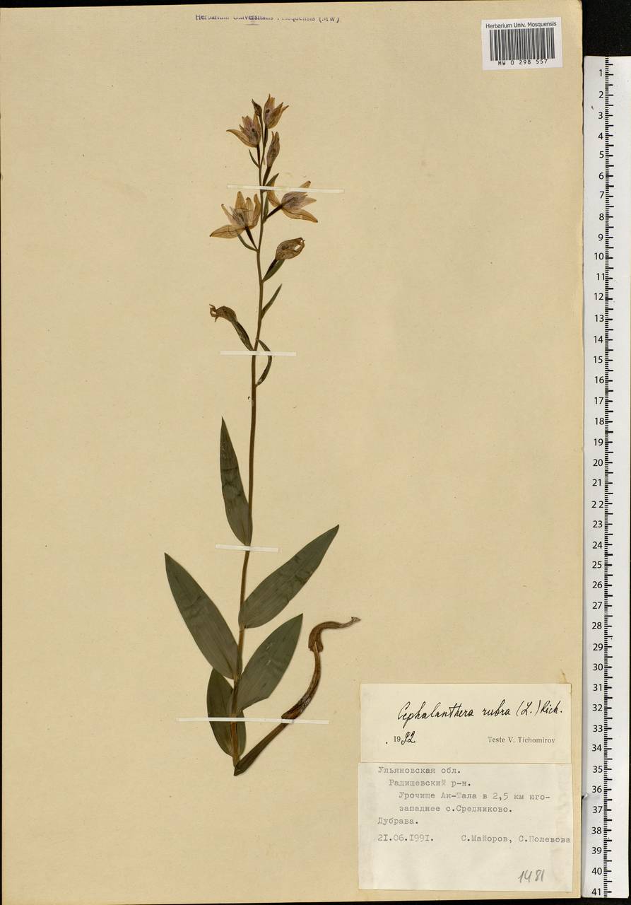 Cephalanthera rubra (L.) Rich., Eastern Europe, Middle Volga region (E8) (Russia)