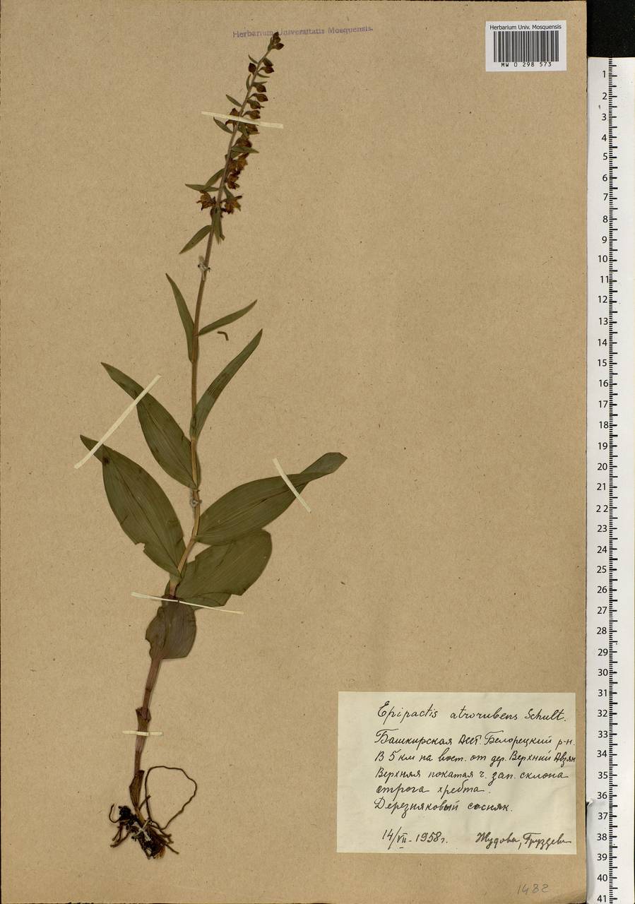 Epipactis atrorubens (Hoffm.) Besser, Eastern Europe, Eastern region (E10) (Russia)