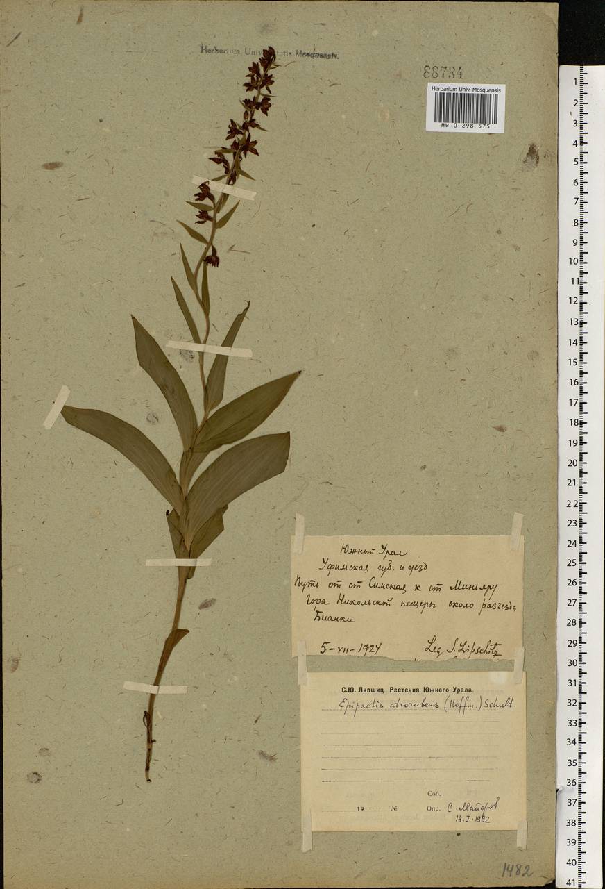 Epipactis atrorubens (Hoffm.) Besser, Eastern Europe, Eastern region (E10) (Russia)