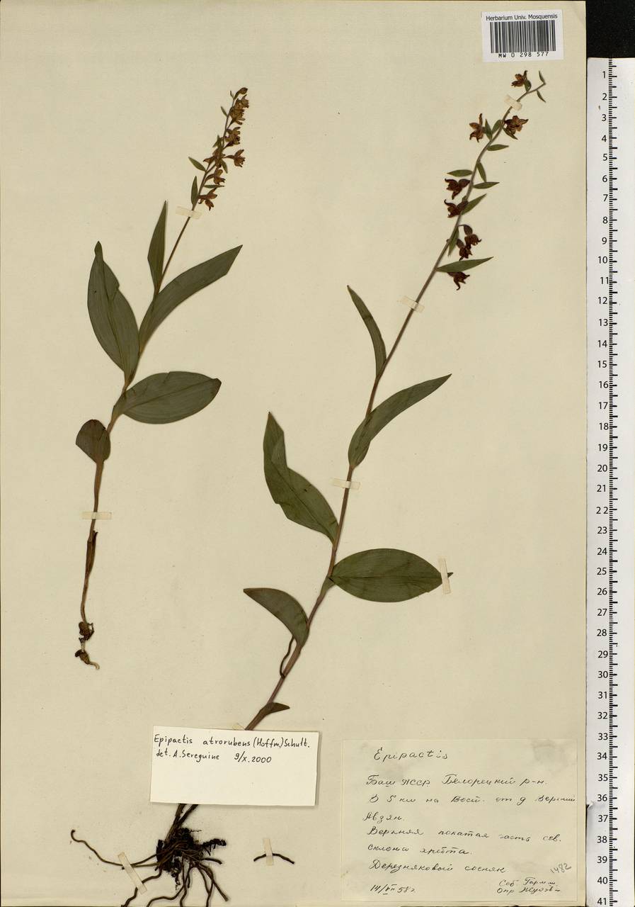 Epipactis atrorubens (Hoffm.) Besser, Eastern Europe, Eastern region (E10) (Russia)