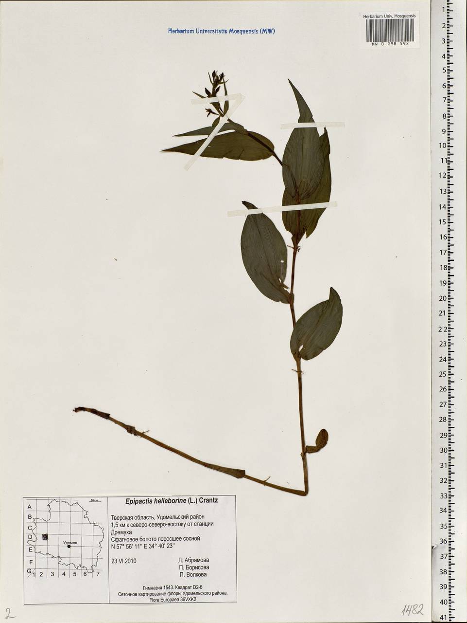 Epipactis helleborine (L.) Crantz, Eastern Europe, North-Western region (E2) (Russia)