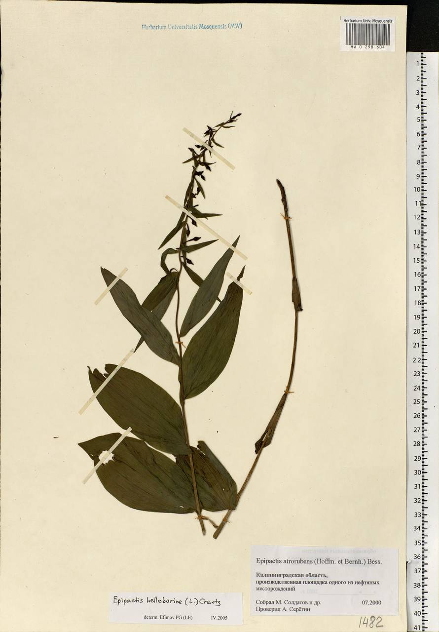 Epipactis helleborine (L.) Crantz, Eastern Europe, North-Western region (E2) (Russia)