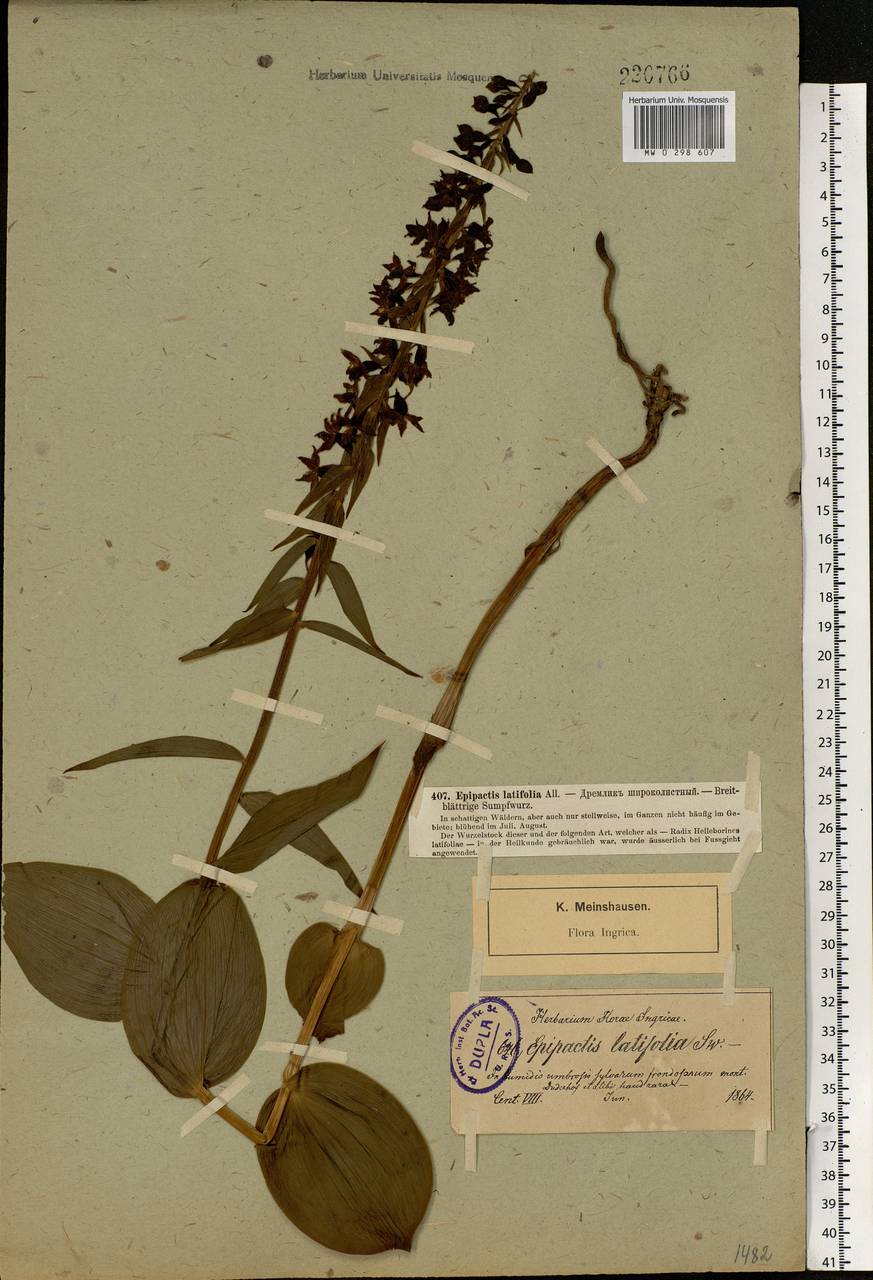 Epipactis helleborine (L.) Crantz, Eastern Europe, North-Western region (E2) (Russia)