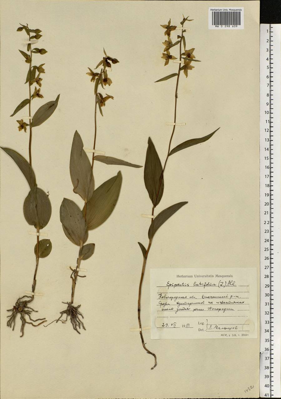 Epipactis helleborine (L.) Crantz, Eastern Europe, North-Western region (E2) (Russia)