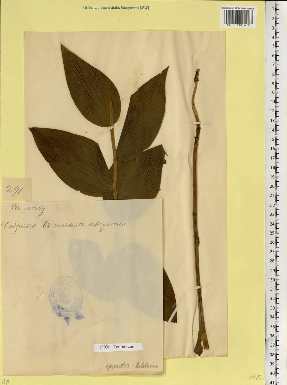Epipactis helleborine (L.) Crantz, Eastern Europe, Estonia (E2c) (Estonia)