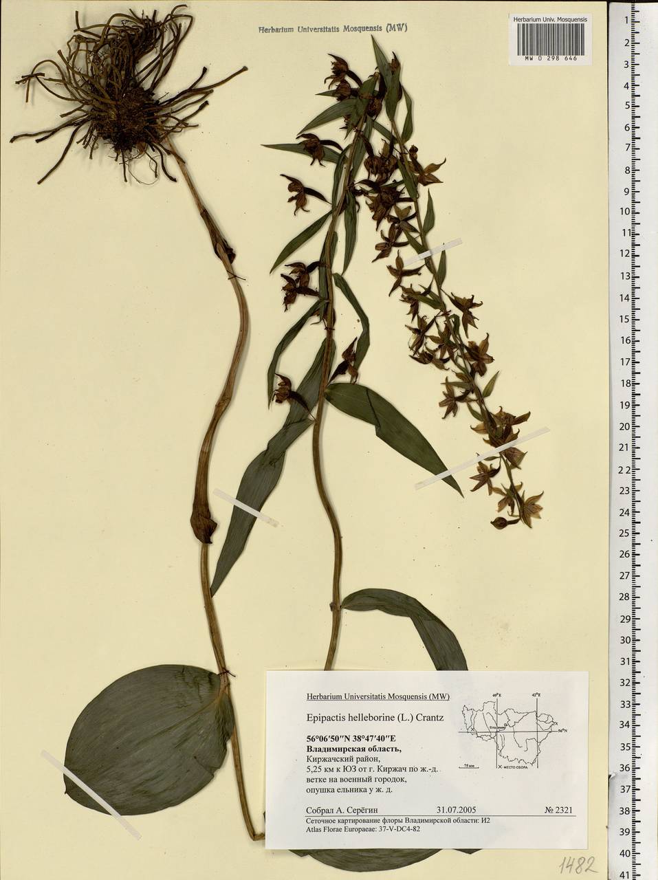 Epipactis helleborine (L.) Crantz, Eastern Europe, Central region (E4) (Russia)