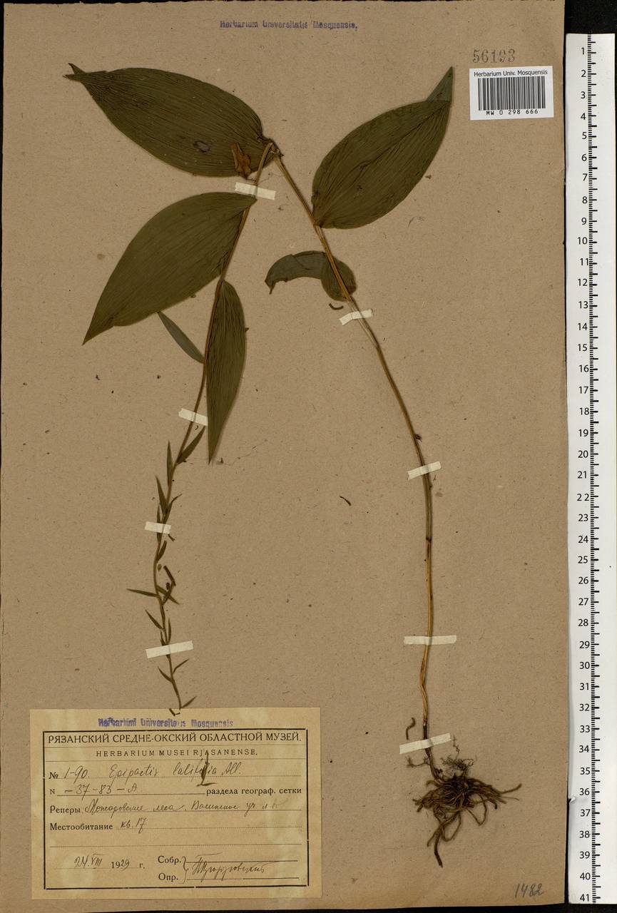 Epipactis helleborine (L.) Crantz, Eastern Europe, Central region (E4) (Russia)