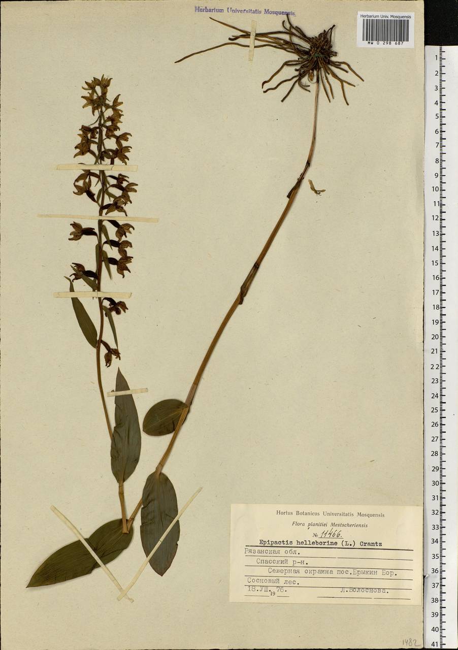 Epipactis helleborine (L.) Crantz, Eastern Europe, Central region (E4) (Russia)