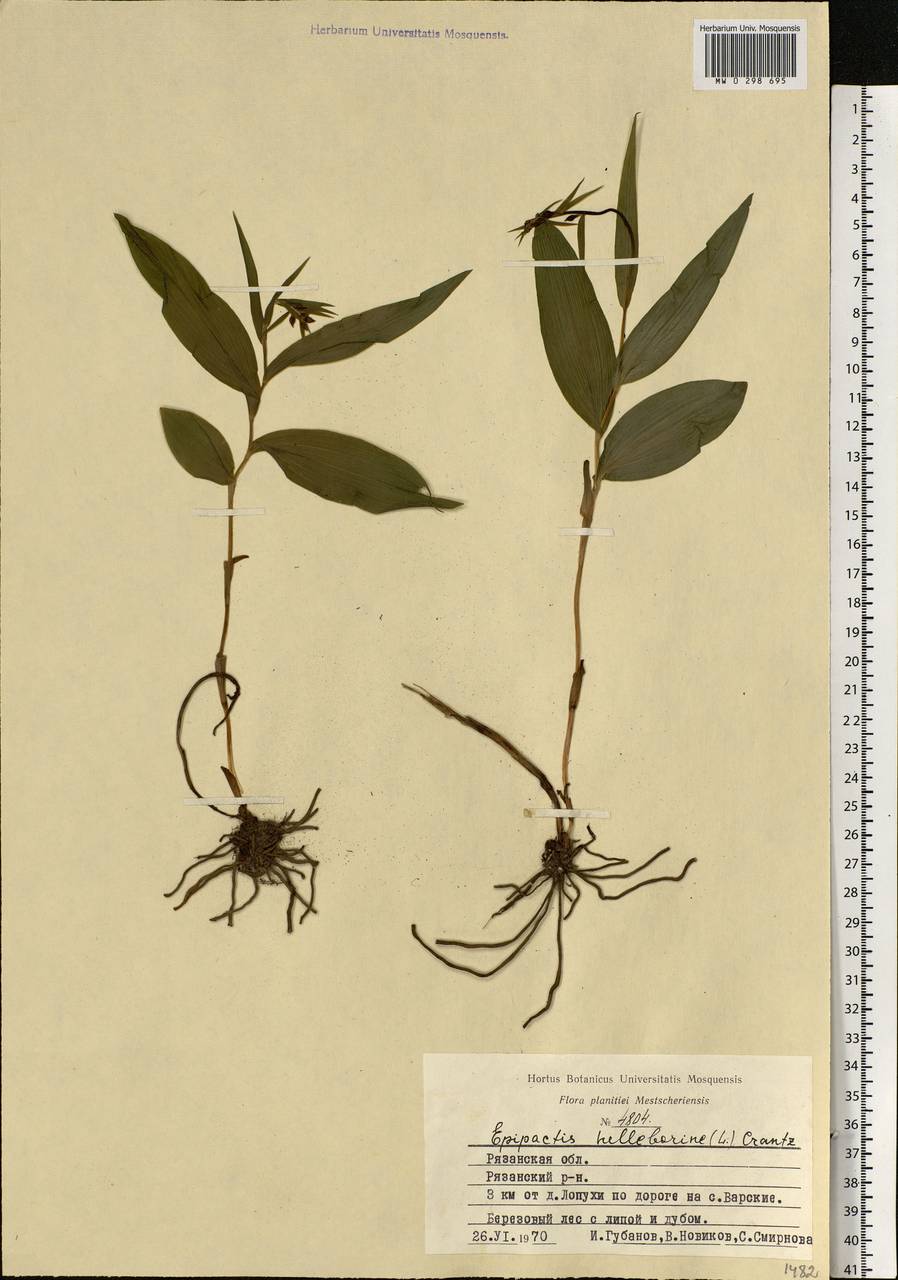 Epipactis helleborine (L.) Crantz, Eastern Europe, Central region (E4) (Russia)