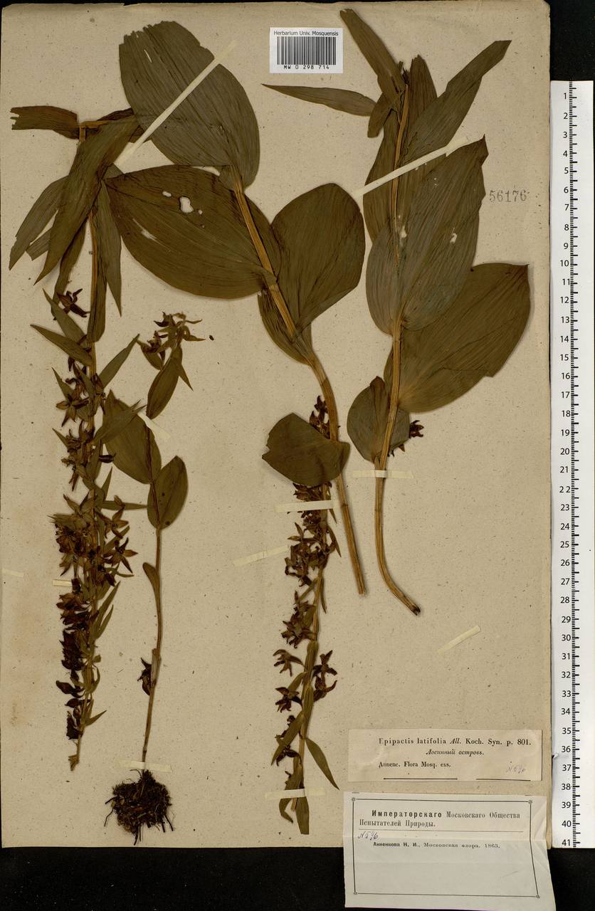 Epipactis helleborine (L.) Crantz, Eastern Europe, Moscow region (E4a) (Russia)