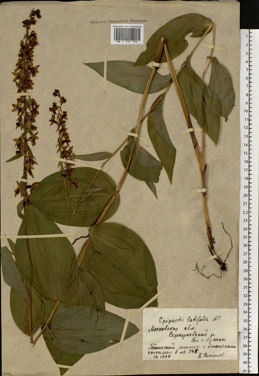 Epipactis helleborine (L.) Crantz, Eastern Europe, Moscow region (E4a) (Russia)