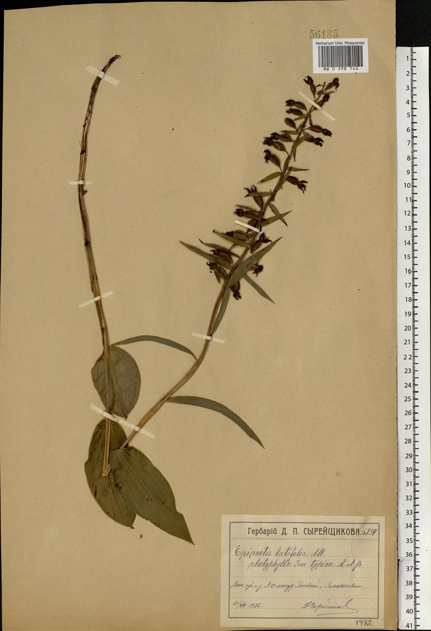 Epipactis helleborine (L.) Crantz, Eastern Europe, Moscow region (E4a) (Russia)