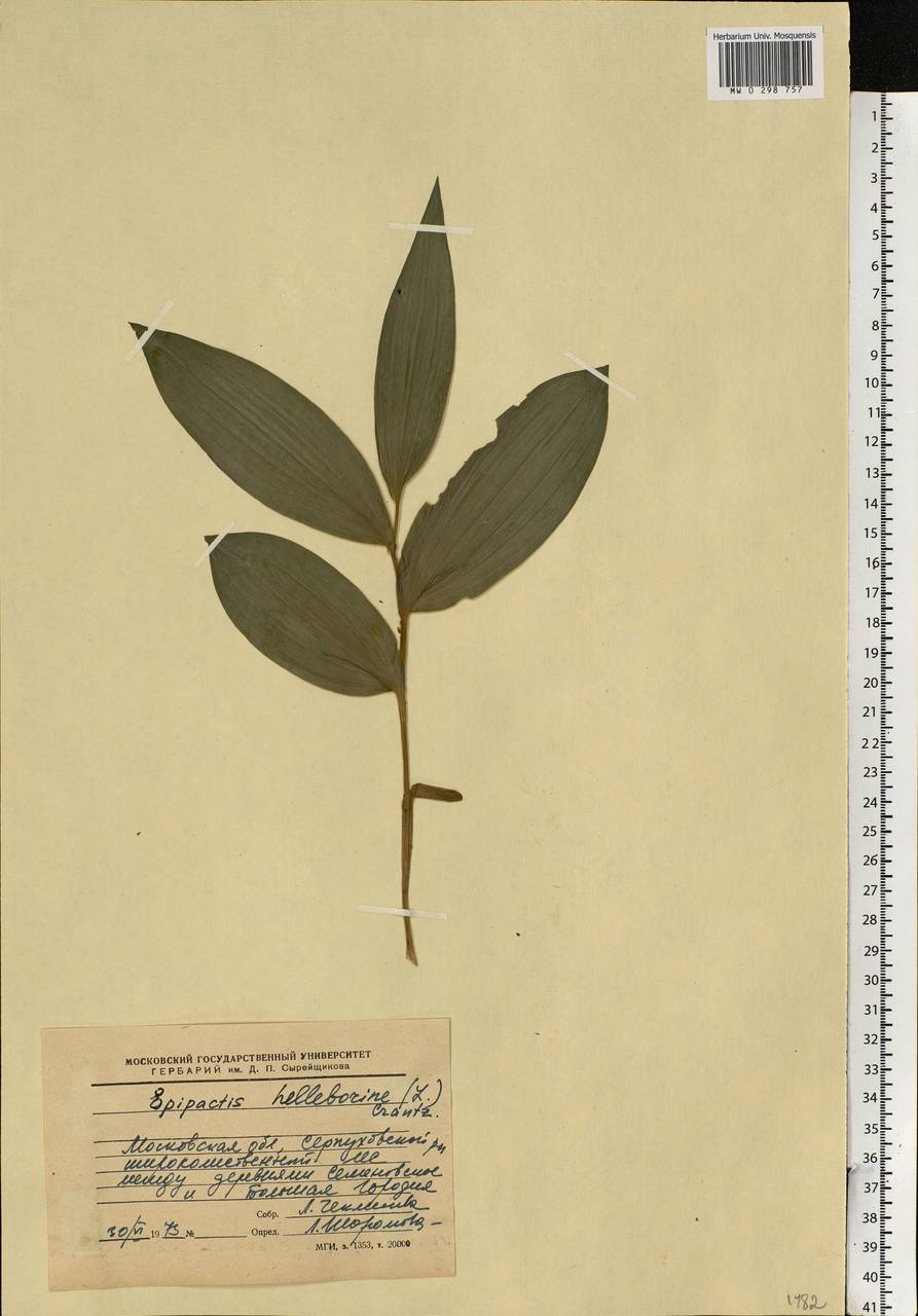 Epipactis helleborine (L.) Crantz, Eastern Europe, Moscow region (E4a) (Russia)