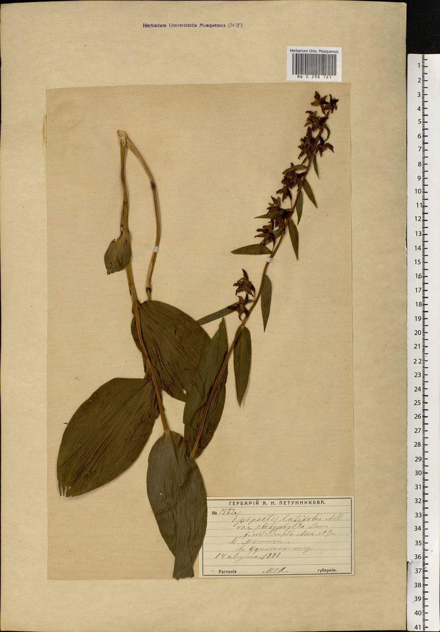 Epipactis helleborine (L.) Crantz, Eastern Europe, Moscow region (E4a) (Russia)
